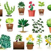 Landscaping Services